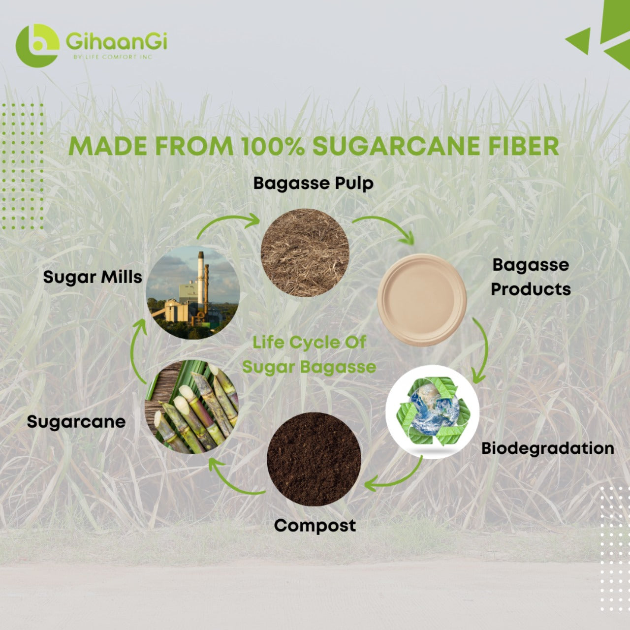 Natural Disposable Plates | 10 inch | 100% Natural | Pack of 125 | 8 Packs per carton | MOQ: 1 Carton